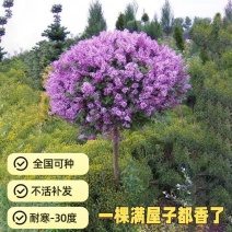 丁香丁香树丁香苗丁香花基地直销