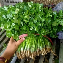 《大叶香菜》河北香菜基地直供量大从优全国代发欢迎来电