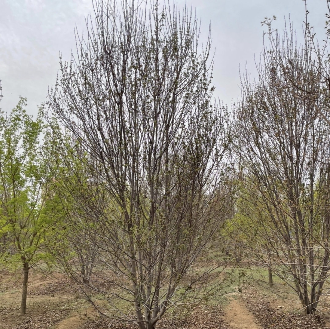 五角枫春季嫩叶与枝条形态