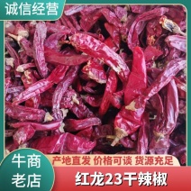 新疆阿克苏红龙23大量优质好货采摘，欢迎各位老板来电