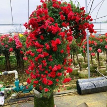 甜蜜红木香花苗四季红色盆栽带花爬藤植物浓香吸味绿植好养活