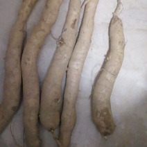 面包木薯