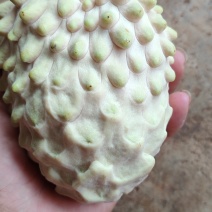 释迦果