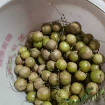 新鲜橄榄