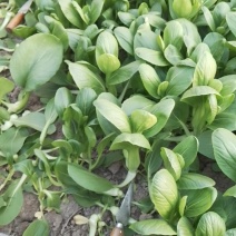 青菜苔