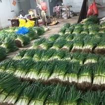 江苏中葱，分葱产地一手货源量大从优价格实惠欢迎联