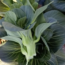 浙江嘉兴苏州青菜芯菜苔大量上市，一手货源，视频看货