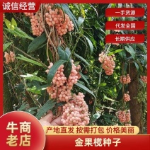 云南泸西县金果榄种子自家种植育苗育种基地质量保证