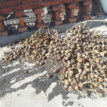 曼陀罗种子山西产地天然无添加
