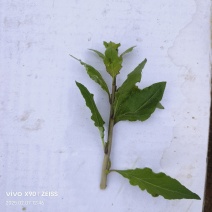 新鲜枸杞芽，四季有货