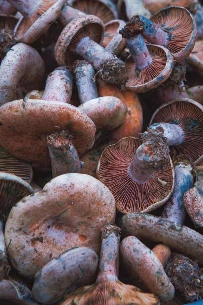 广西桂林全州县松乳菇 30.00元/斤乌枞菌