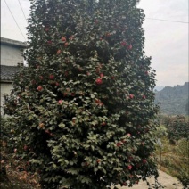 茶花