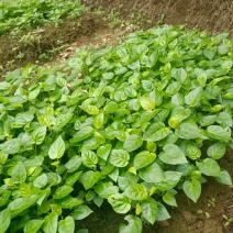树番茄苗