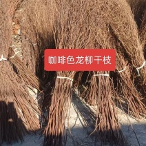 河北定州咖啡色龙柳干枝干花插花室内干花装饰