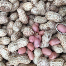 郑农花19号薄皮花生种子耐重茬抗病高产油食两用型花生手工