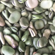 蚕豆陕西城固常年供应蚕豆干蚕豆颗粒饱满，全国可以一件代发
