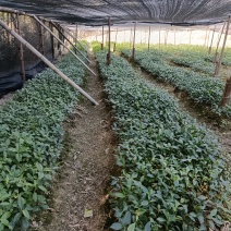 草珊瑚苗