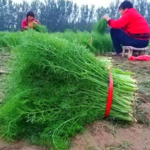 《茴香苗》小茴香茴香菜基地直供现货随装可全国发货