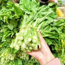 湖北枝江白菜苔现砍现捆每天新鲜发货