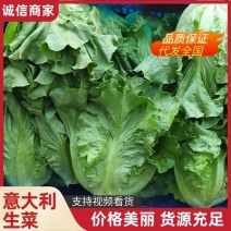 【优选推荐】安阳精品意大利生菜，对接商超电商全国发货。
