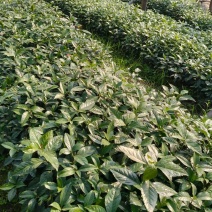 草珊瑚苗