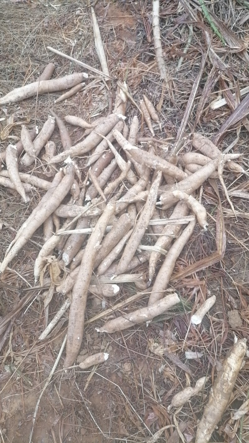 广西南宁宾阳县木薯 1.00元/斤面包木薯