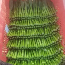 甜菜心
