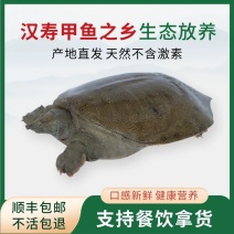 汉寿生态甲鱼