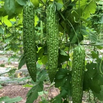 优质杂交苦瓜苗质量保证欢迎采购基地直发