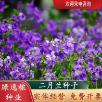 二月兰花种子四季种易活多年生宿根诸葛菜种子耐阴耐寒种子