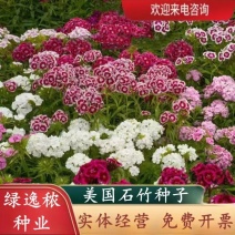 美国石竹种子五彩石竹耐寒草花少女石竹五彩石竹种子多