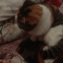 猫咪