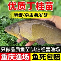 【成活率高】精品丁桂鱼苗，大量出售，成活率高，死亡联系赔