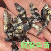 胭脂鱼苗，渔场直供，量大，上百万条，可配送到家，欢迎联系