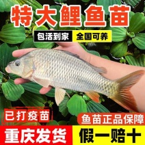 鲤鱼苗，渔场直供，量大，品质好，成活率高，全国可配送到家