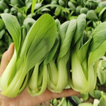 感恩青梗菜种子耐热耐湿青菜种籽耐高温不拔节上海青
