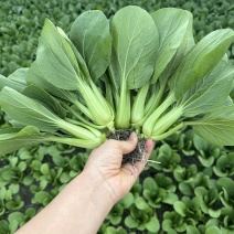 三伏青梗菜种子耐热耐雨水大头束腰上海青四季青菜油菜蔬菜种