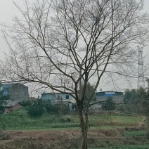 榆树