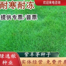 紫羊茅草种子进口草坪绿化草籽庭院护坡复绿耐寒草籽