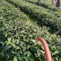 草珊瑚
