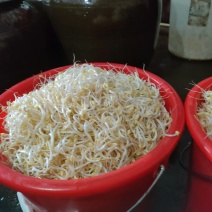 绿色健康，从一颗豆芽开始