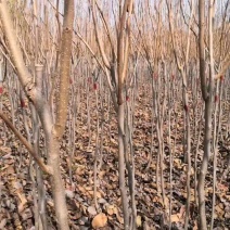 柿子树