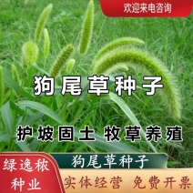 狗尾草种子矿山复绿狼尾草种籽子四季播种护坡耐旱耐寒耐高温
