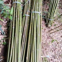 精品黄金竹批发小用菜架中用撑树撑香蕉大用搭棚包装车包运费