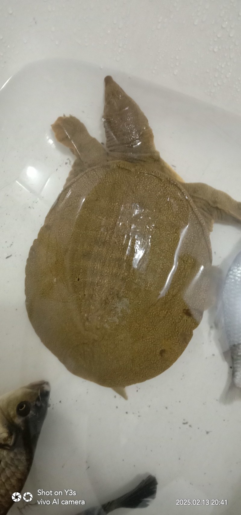 山东青岛城阳区鳖 80.00元/斤甲鱼一只