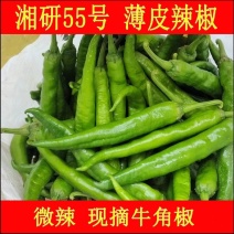 湘妍55辣椒牛角椒薄皮辣椒产地供应一手货源