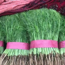 精品扁杆茴香大量供应中，量大质量好，专供各种商超质量三包