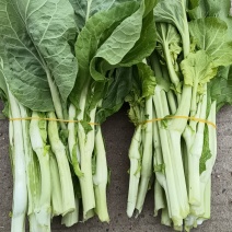 荆州精品白菜苔
