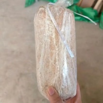 云南白茯苓菌种茯苓包回收松木茯苓菌种茯苓种云南发货