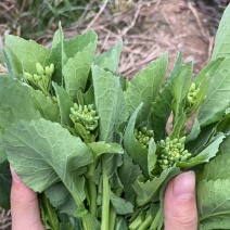 恩施油菜苔